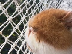 -喵屿·大理花园猫咖