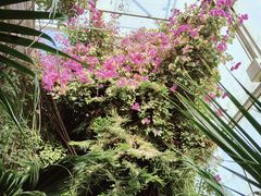-呀路古热带植物园