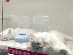 -lincat·猫舍(广州店)