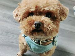 -伟伟宠物医院·CT影像中心·瑞派犬猫综合性门诊(汉口总院)