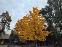 -洛阳白马寺
