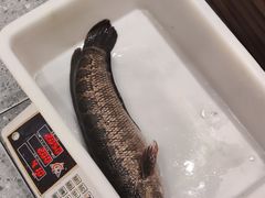 -辣不二水煮鱼(哈西店)