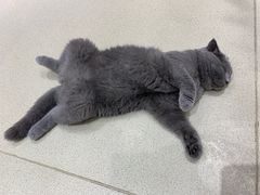 -藏猫猫咖啡主题馆(中央大道店)