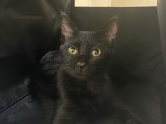 -喜多萌中农锦绣动物医院24H·猫科·牙科MRI·CT