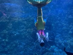 -海合安青岛极地海洋公园