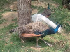 -北京野生动物园