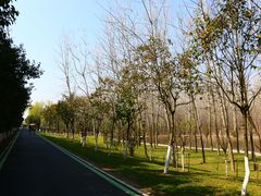 -合肥滨湖国家森林公园