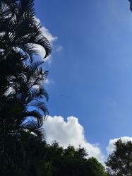 -Amo la Diva造型