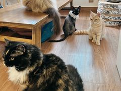 -楼上猫咖(罗湖店)