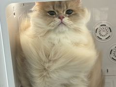 -爱洗澡的猫(望京店)