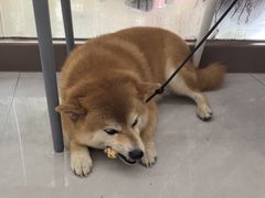 -宠颐生猫科·内科皮肤科(西平世纪城店)