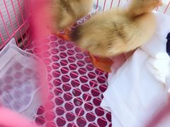 -双季花艺园艺市场(浦东店)