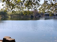 -上海共青森林公园