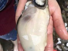 -浪琴湾尾角仔海鲜坊