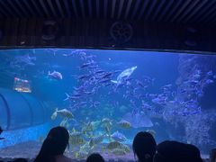 -左海海底世界