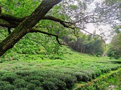 -杭州西湖风景名胜区-三生石