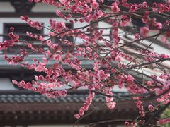 -洋湖国家湿地公园
