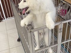 -翊宠yipet猫狗购宠庄园犬舍•猫舍