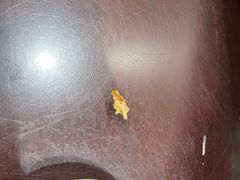 -老桐椿 · 上海大馄饨