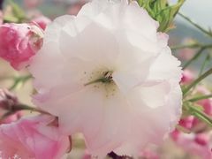 -樱花山风景区