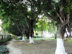 榕树-白鹭洲公园