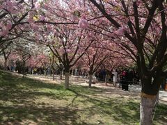 -西安青龙寺遗址景区
