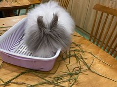 -藦茜花园宠物主题亲子互动体验馆(国顺东路店)