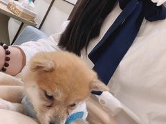 -逗柴咖啡屋·狗咖猫咖宠物桌游