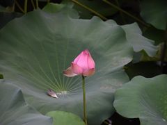 -秋霞圃