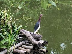 -深圳仙湖植物园