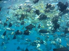-瑞德姆美人鱼海底演艺主题餐厅(亚龙湾店)