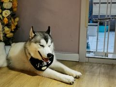 -Husky Go! 哈士奇体验馆·宠物咖啡厅狗咖