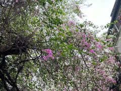 -深圳国际园林花卉博览园