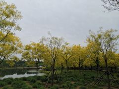 -东郊湿地公园