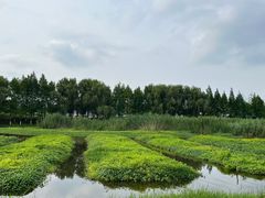 -洋湖国家湿地公园