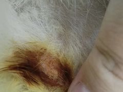 -1013 PET SHOP 宠物商店(近铁城市广场店)