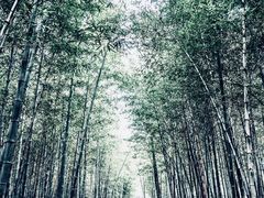 -游子山休闲旅游区