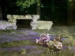 -上海野生动物园老虎餐厅