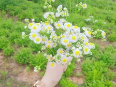 -大塘金香草谷