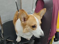 -宠福鑫康馨动物医院·骨科·眼科