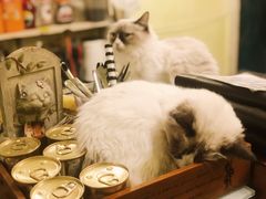 -猫色咖啡·猫咖