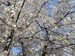 -杨高南路(地铁站)