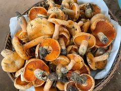 -云南木水花野生菌交易中心