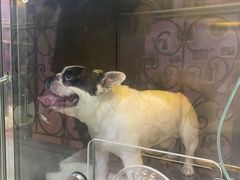 -哆趣宠物医院·眼科·内镜·急重症转诊中心(上海店)