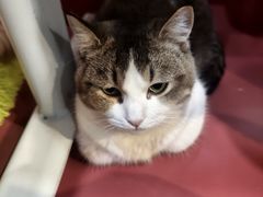 -和它·交个朋友·狗咖猫咖(爱琴海店)
