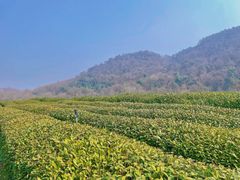 -野蔓果·山野菜(西湖景区·龙井茶田店)