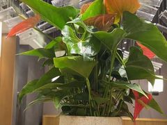 -闫府私房菜·百年鲁菜(恒隆店)