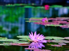 -国家植物园南园