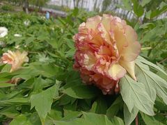 -莲花池公园