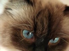 -佳雯宠物医院·皮肤科·内外科(春晓路分院)